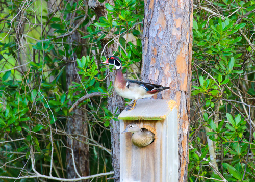 Ranch Colony amenity 4
